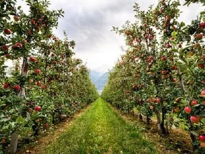 وجود ۲۴ هزار هکتار باغ بارور در گلستان