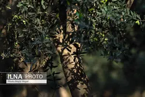 نوسازی شیوه‌های آبیاری در باغات فندق رودسر یک ضرورت است