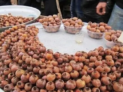 آغاز برداشت ازگیل از ۵۴۰ هکتار باغ در گیلان