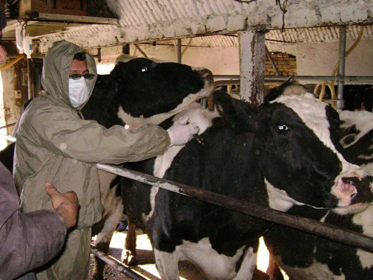 آغاز طرح واکسیناسیون تب برفکی دام در شهرستان سبزوار