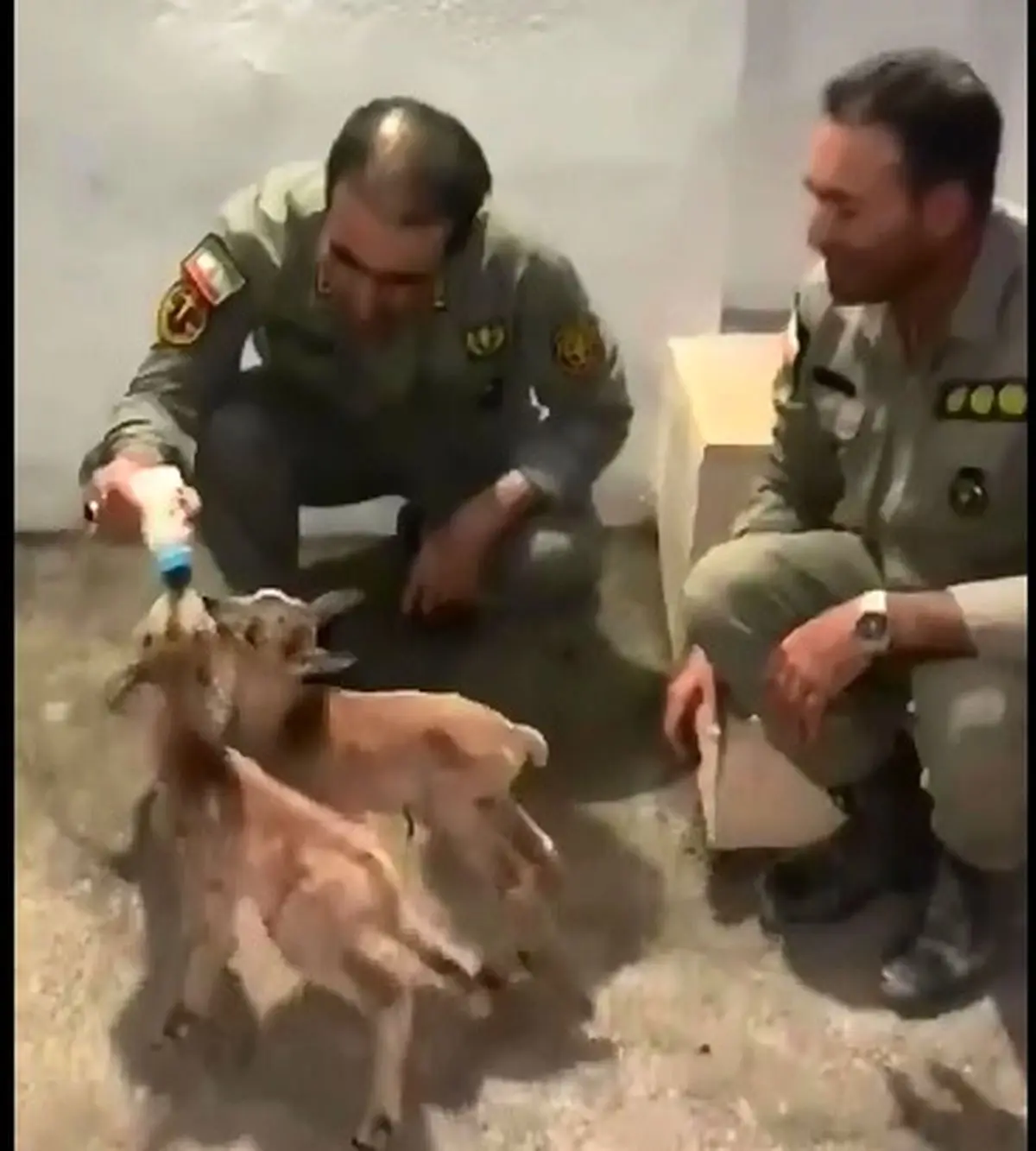 حیوانات حیات وحش را از طبیعت جدا نکنید! + فیلم