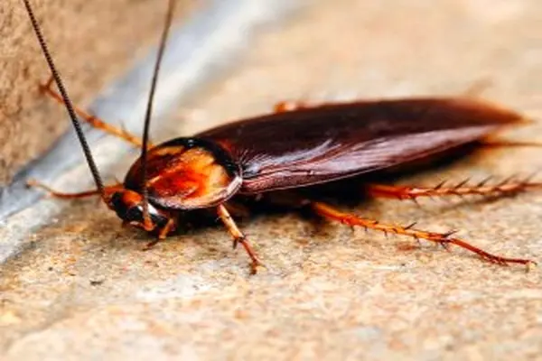 اشتباهاتی که حشرات موذی را جذب خانه تان می کند
