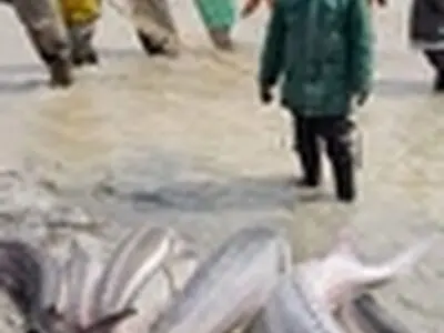 صید نخستین ماهی خاویاری در سواحل بندر کیاشهر
