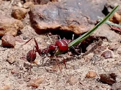 این مورچه یک کالای قاچاق با قیمت نجومی است!