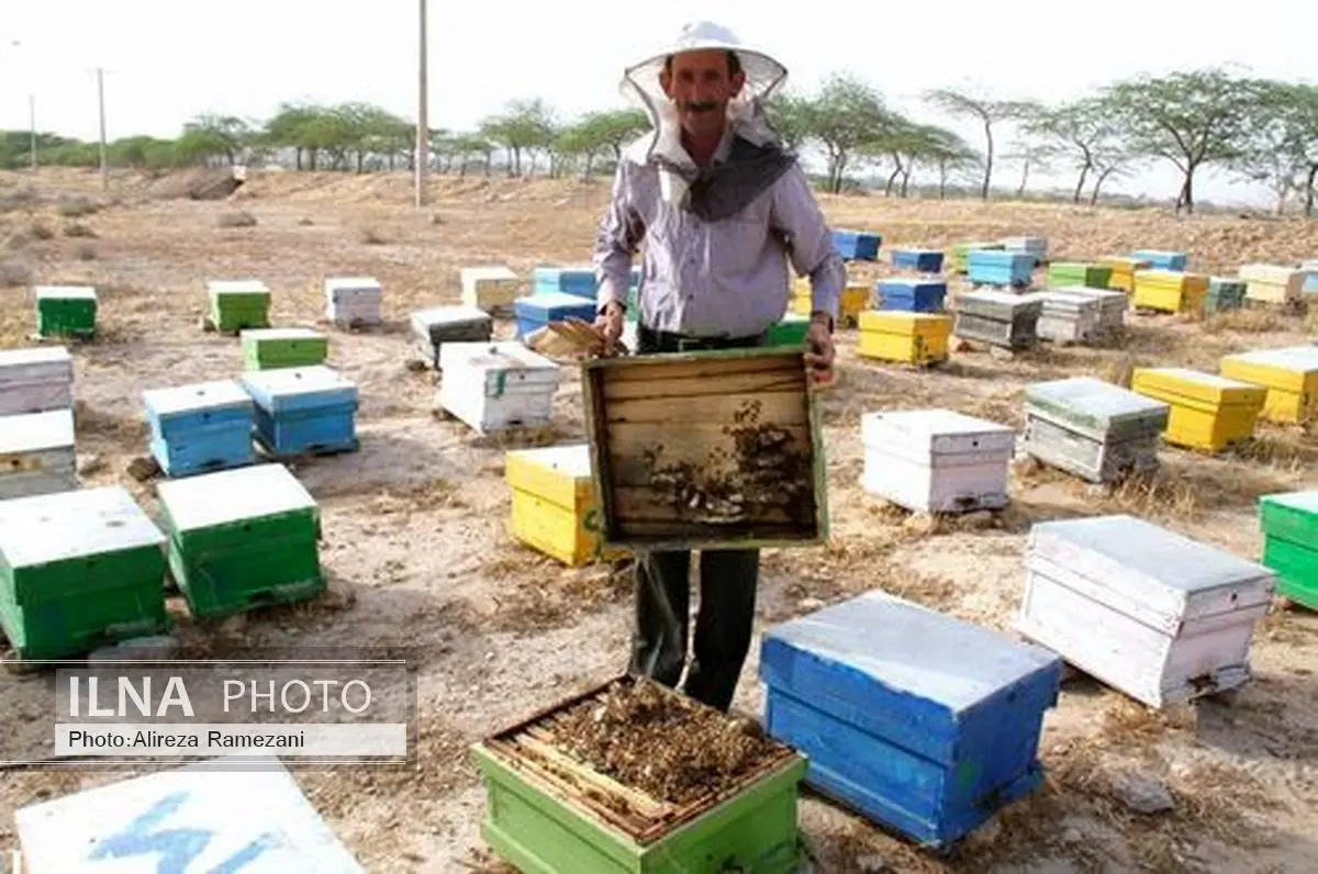 اجرای طرح پایش بیماری‌های زنبور عسل برای 200 هزار کندو در خراسان رضوی