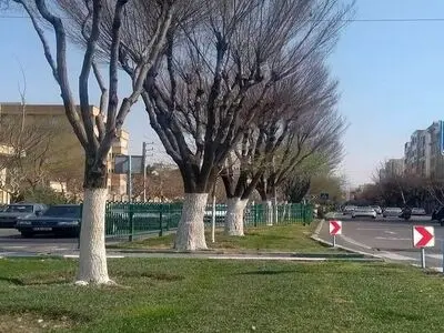 صفر تا صد آفت‌زدایی و باندینگ درختان تهران 