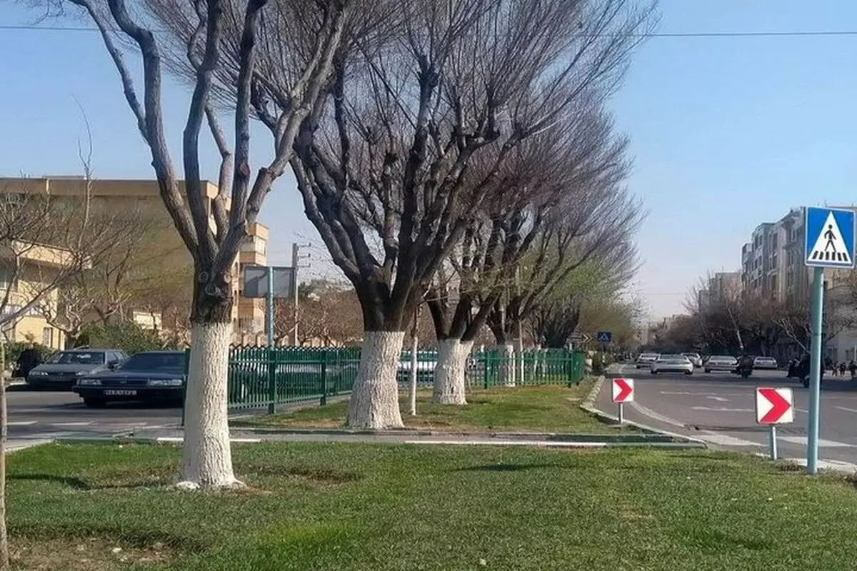صفر تا صد آفت‌زدایی و باندینگ درختان تهران 
