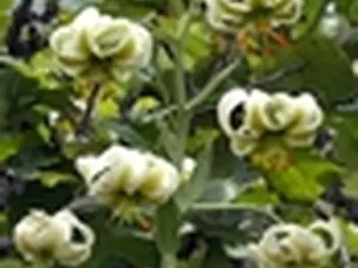 سوسن چلچراغ؛ ملاقات با گل تکثیرگریز