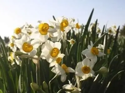 تولید ۸.۵ میلیون شاخه گل زینتی در استان بوشهر