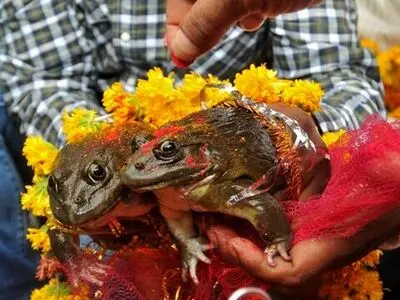 ازدواج اجباری دو دختر ۷ ساله با دو قورباغه/عکس