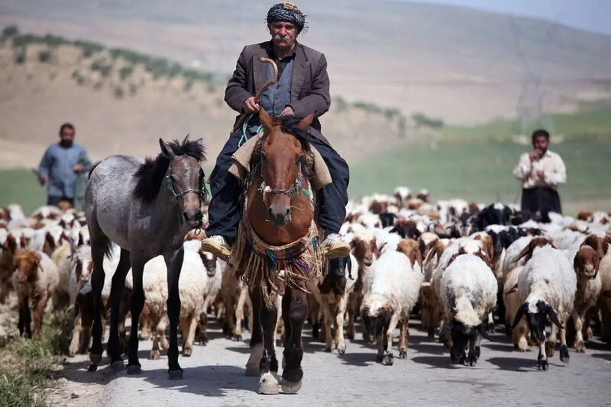 آغاز کوچ بهاره عشایر در  کرمانشاه 