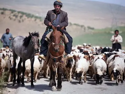 آغاز کوچ بهاره عشایر در  کرمانشاه 