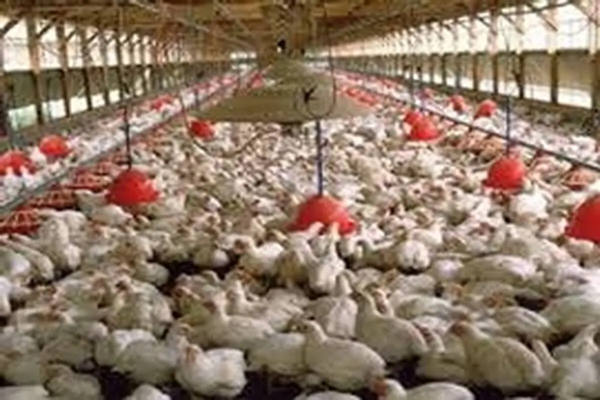 آنفولانزای فوق حاد پرندگان بیماری مشترک بین انسان و دام است
