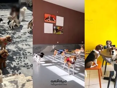 مدرسه و مهدکودک سگ‌ها؛ ماهانه ۲۰ میلیون تومان!