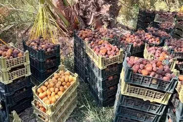پایان برداشت خرمای شهرستان‌های آبادان و خرمشهر با برداشت ۷۱ هزار تن محصول