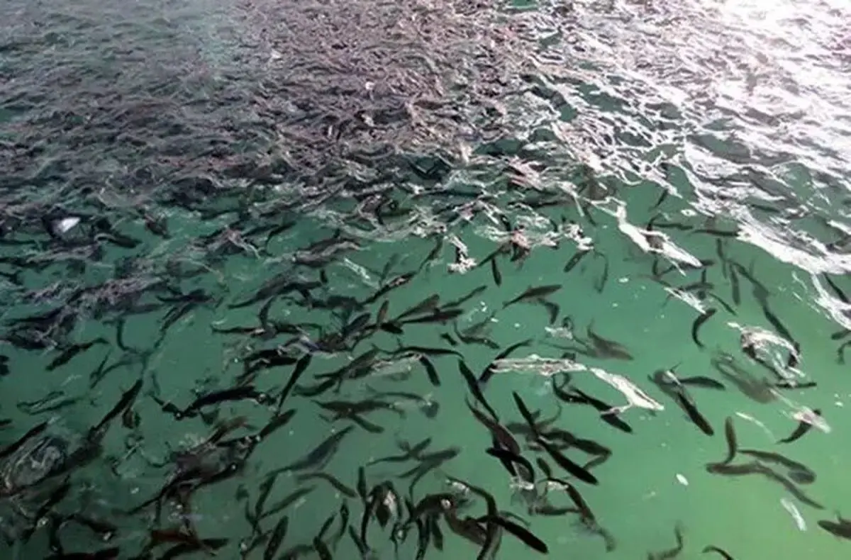 ۹ طرح شیلاتی در گیلان افتتاح می شود