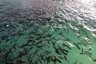 ۹ طرح شیلاتی در گیلان افتتاح می شود