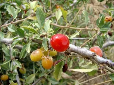 با خوردن این میوه جنگلی کمتر قولنج می‌کنید