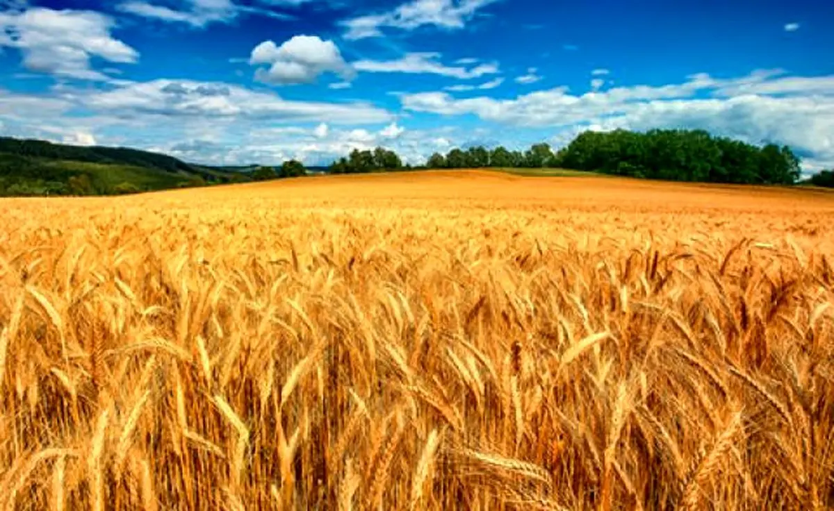 خرید بیش از ۹ هزار تن گندم خود مصرفی وبذری در گلستان