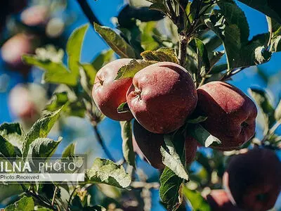  قطب اول تولید سیب درختی کشور دربه‌در مشتری/بخشنامه های داخلی، مانعی برای صادرات/ منوط شدن واردات موز در ازای صادرات سیب هم مشکل را حل نکرد