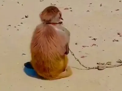 لحظه عجیب استفاده از مار به عنوان شالگردن توسط میمون + فیلم