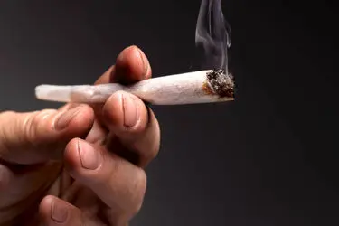 افزایش قدرت تخریب گل با دستکاری فرم‌های ژنتیکی آن/ «گل» حتی از «حشیش» هم ویران‌کننده‌تر است

