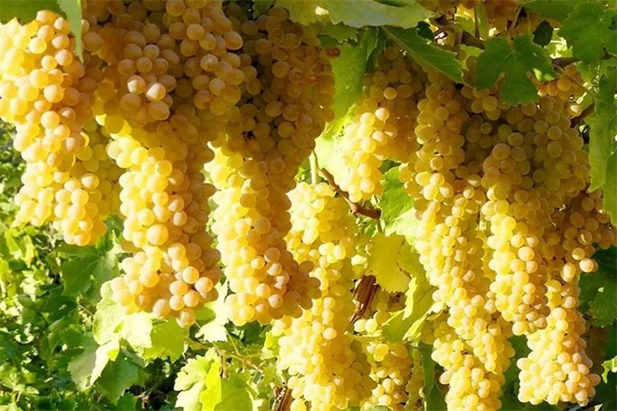 آغاز برداشت ۳۷۲ هزار تن انگور از تاکستان‌های قزوین