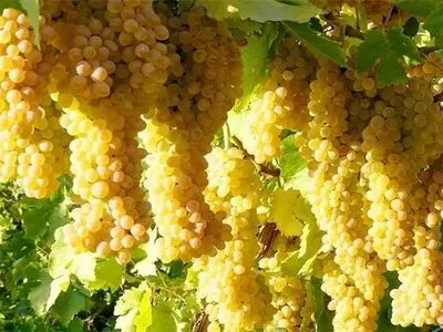 برداشت 150 هزار تن انگور از باغات استان قزوین