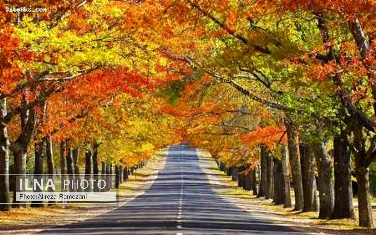 جابجایی درختان خیابان اول شهرک کارمندان 