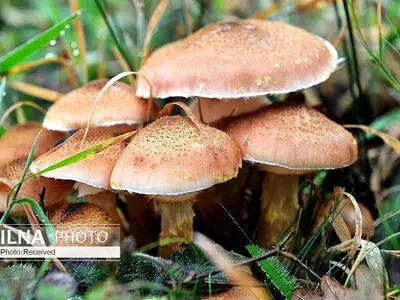 ۸ نفر از اعضای یک خانواده با قارچ مسموم شدند