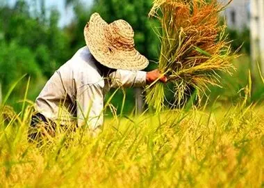 برداشت ۸۵ درصد شالیزار‌های گیلان