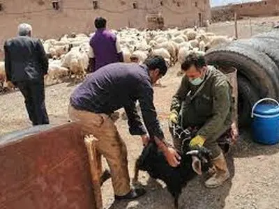درمان 15هزار دام استان سیستان و بلوچستان در طرح نذرآب 