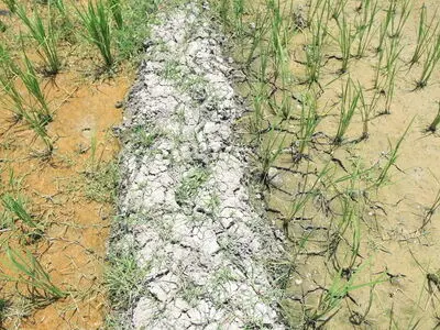 تمام مناطق گلستان دچار خشکسالی است