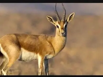 موفقیت احیای آهوی جبیر در استان بوشهر