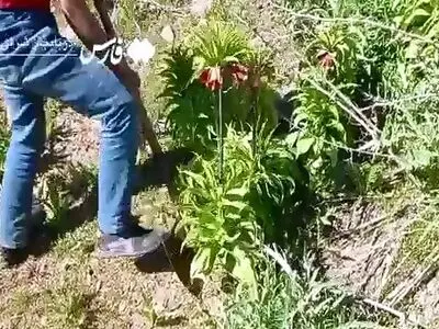 لاله‌های واژگون در سهند پرپر شدند + فیلم