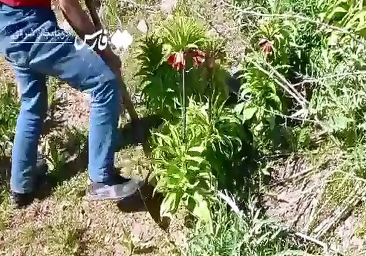 لاله‌های واژگون در سهند پرپر شدند + فیلم