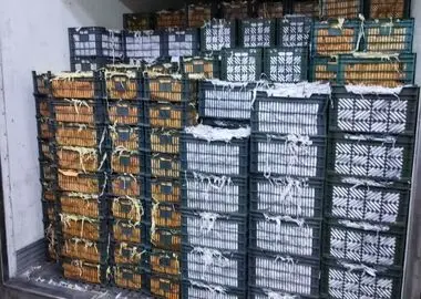 صادرات میوه بدون شناسه ممنوع است