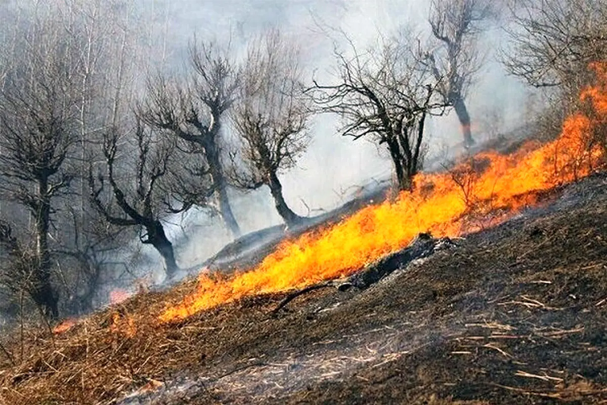 آتش‌سوزی در 54 هکتار از جنگل‌های طارم سفلی