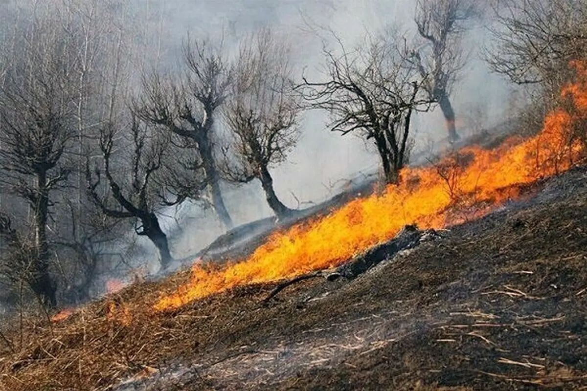 جنگل های بدره دچار حریق شدند