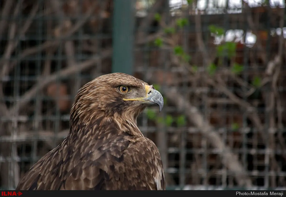 بازار پرندگان؛ اینجا ‌جان‌ حیوانات در خطر است
