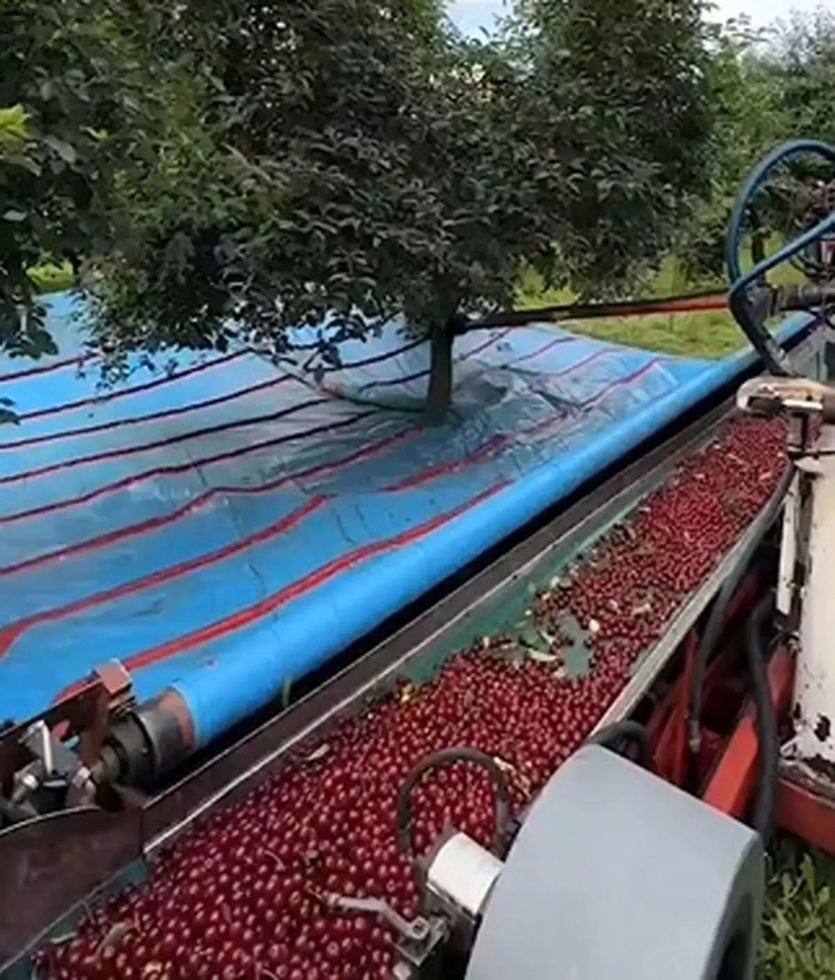 برداشت جالب میوه با ماشین‌آلات کشاورزی + فیلم