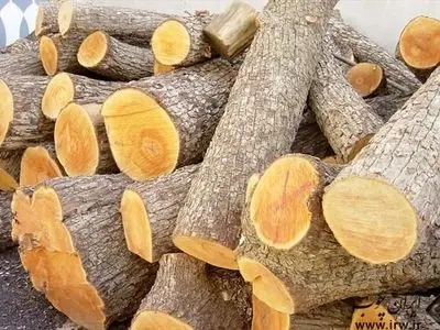 کشف چوب قاچاق در صومعه سرا