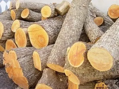 کشف چوب قاچاق در صومعه سرا