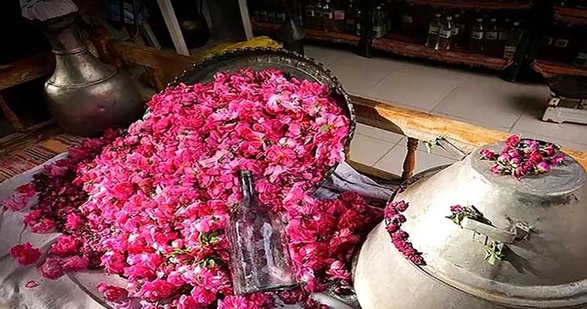 جشنواره گلابگیری کاشان در سال 99 لغو شد