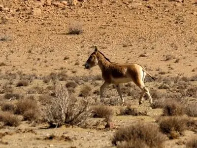 حفاظت از بهرام‌گور و قطرویه یک مأموریت ملی است