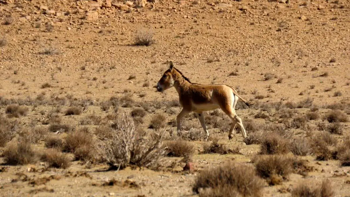 حفاظت از بهرام‌گور و قطرویه یک مأموریت ملی است