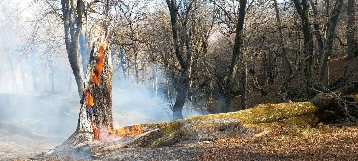 حریق در مناطق جنگلی چهار شهرستان گلستان