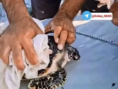 نجات لاک‌پشت گرفتار در گونی در میانه دریا + فیلم