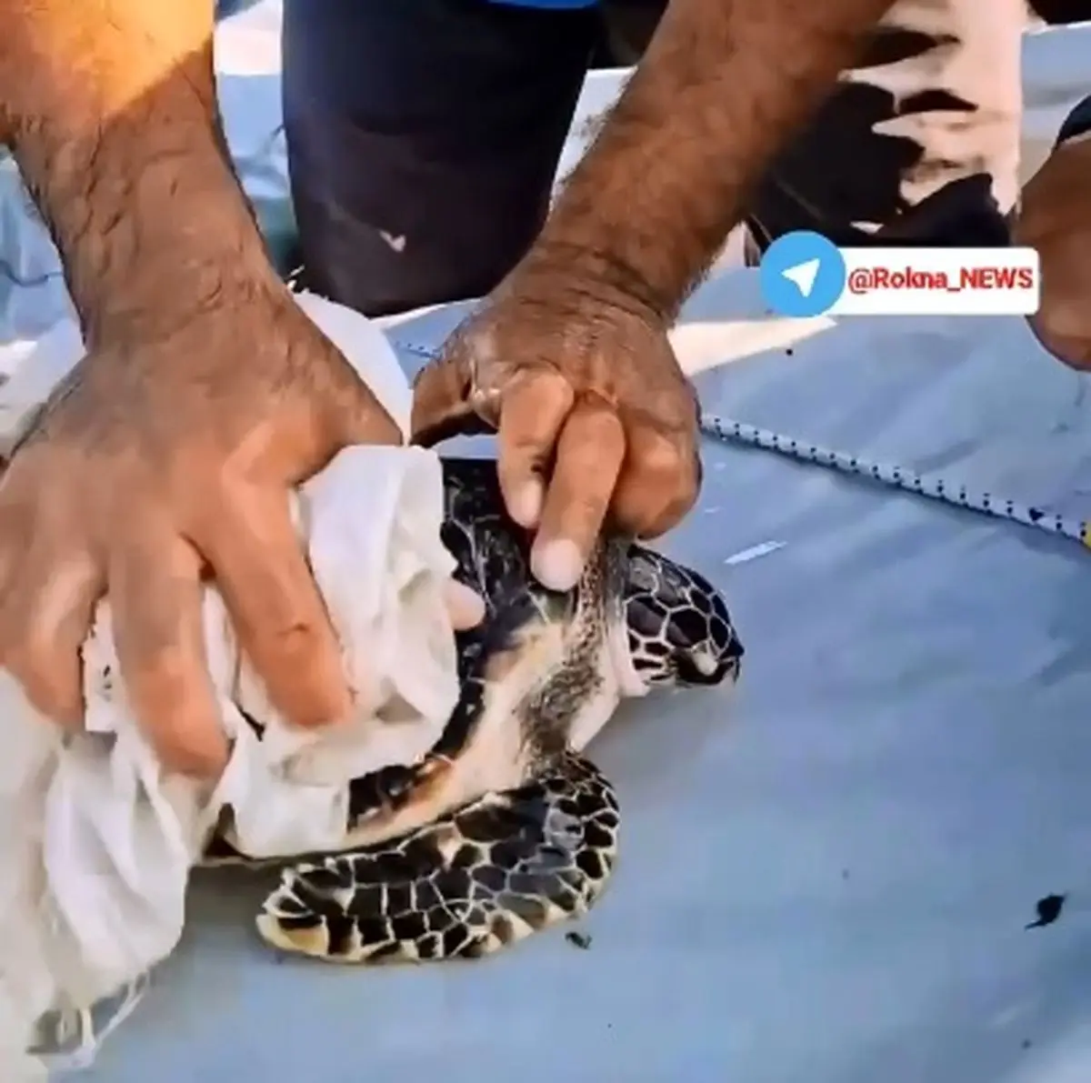 نجات لاک‌پشت گرفتار در گونی در میانه دریا + فیلم