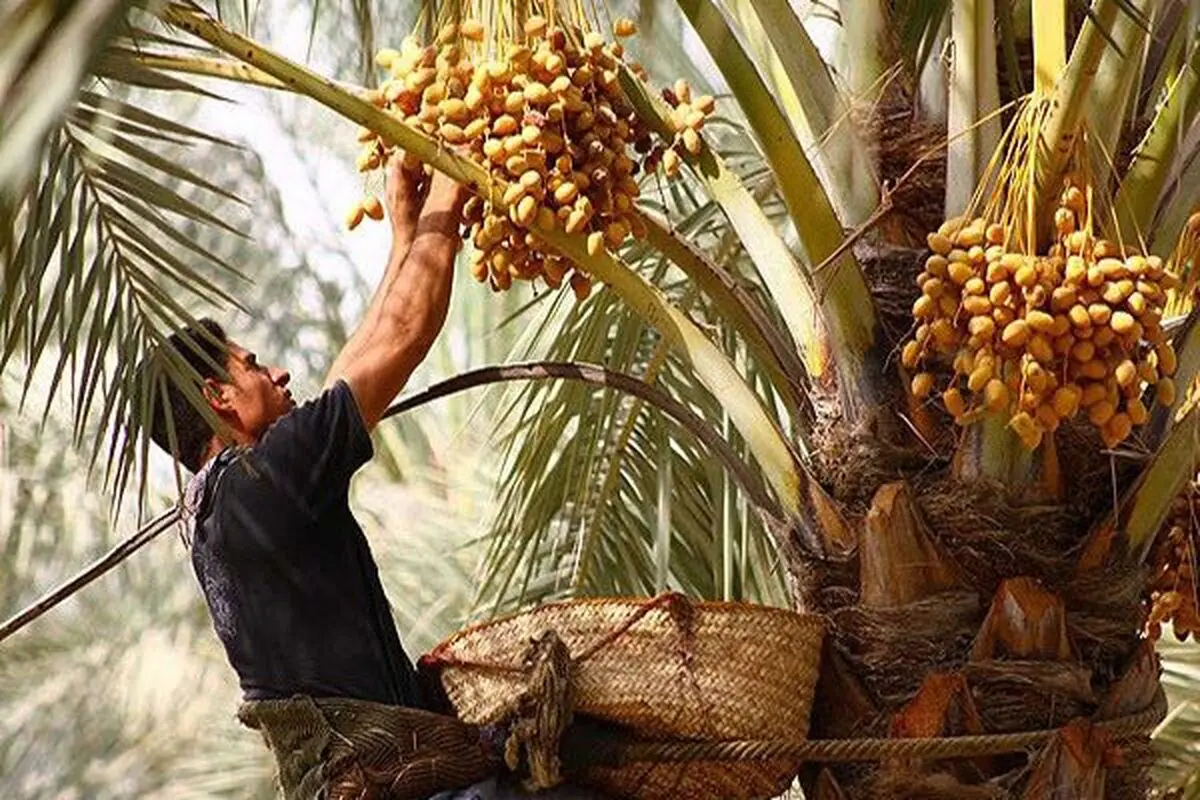 نزاع‌های خانوادگی باعث آتش‌سوزی نخیلات اروندکنار/خشکیدگی بوته خرما در استان کرمان شایع شد